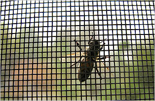 Plase insecte pe balamale pentru termopan